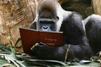 story-reading-ape