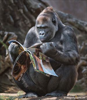 reading-a-magazine