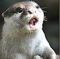 otter
