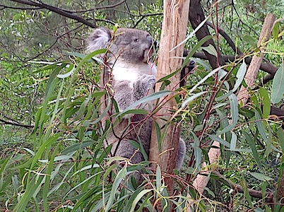 Koala