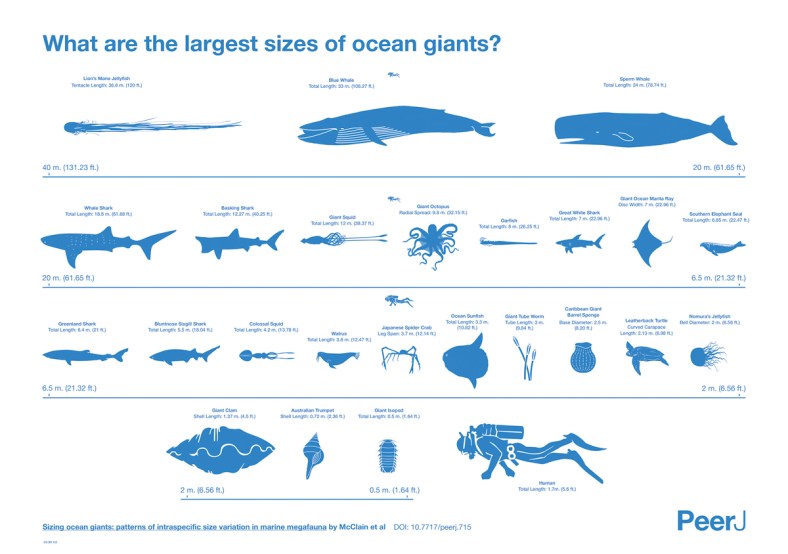 the largest creatures in the ocean chart infographic (1)