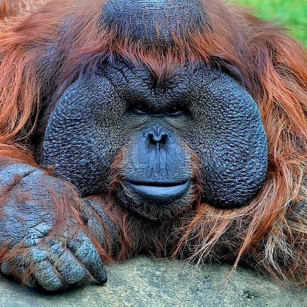 8234483-narrow-look-at-the-camera-eye-to-eye-with-an-orangutan-male-chief-of-the-monkey-family-face-portrait-of-the-most-expressive-animal-great-human-like-ape