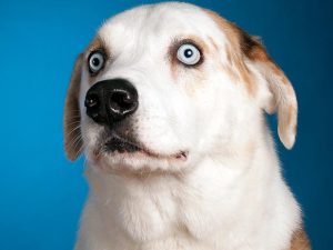 122163343-conditioning-dog-loud-noises-632x475