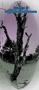 Dead-tree---Image-4