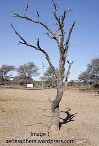 image-1---dead-tree
