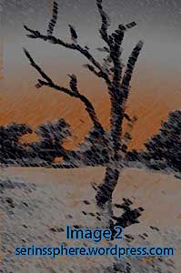 Image-2--dead-tree