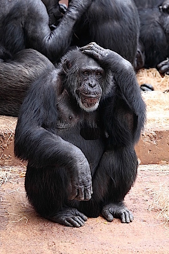 thinking-monkey-3036x4554_14475