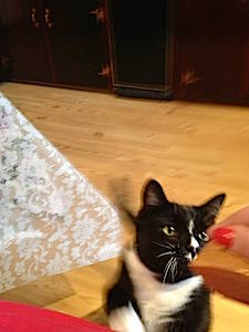 Zoe Visits Vet photo - theme nails