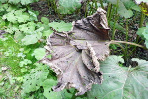 The Elephants' Ears. No idea what the latin name is. Aye cramba, gringo, los earos des elephanties probably.