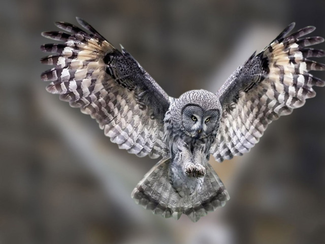 Picture courtesy of: http://newtopwallpapers.com/owl-p/