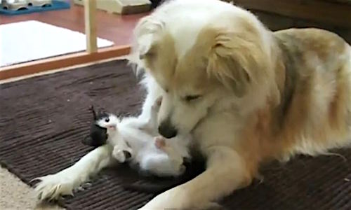 cinnamon and kitten lll