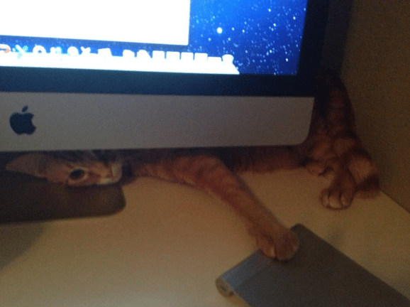 Johnny Cat wants to write his memoir...