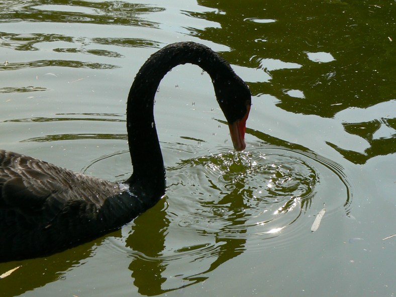 Feeding_Cygnus_atratus