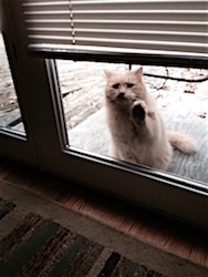 Mr Big Stuff waving hello