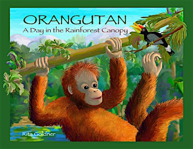 Orangutan