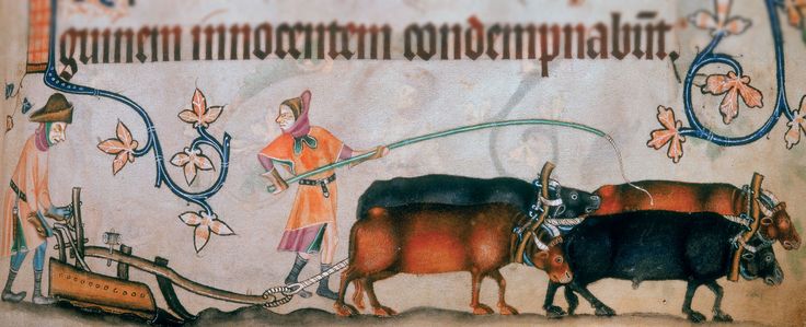 Plowing with Oxen