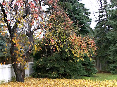 Blog -Apple trees with ripe apples
