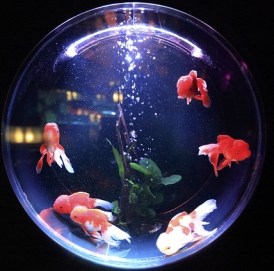 fish-bowl-846060_640