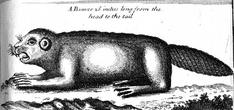 Antique Beaver Illustration.PNG