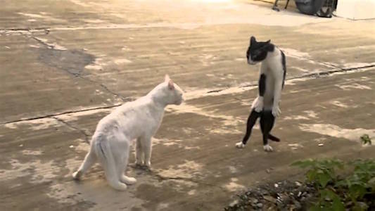 funny-wht-and-blk-wht-cat-face-off