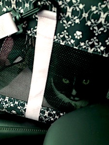 zoe-in-carrier2