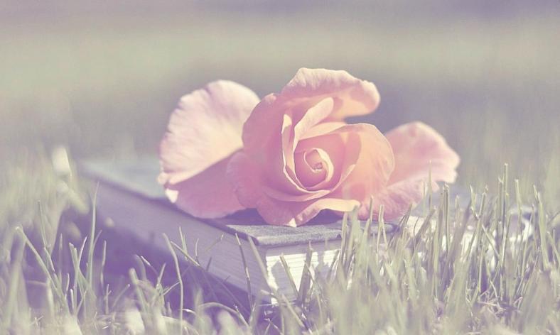 book_of_rose_flower_pink_soft_nature_hd-wallpaper-1562660